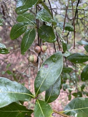 Quercus hemisphaerica