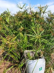 Cyperus alternifolius