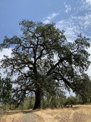 Quercus lobata