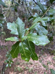 Quercus hemisphaerica