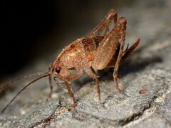 Pristoceuthophilus