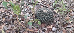 Mammillaria heyderi