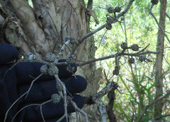 Melaleuca nodosa