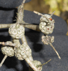 Melaleuca nodosa
