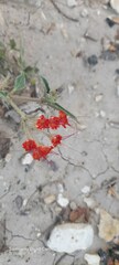 Nyctaginia capitata