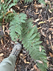 Dryopteris arguta