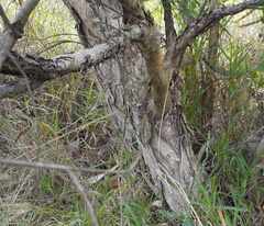 Melaleuca nodosa