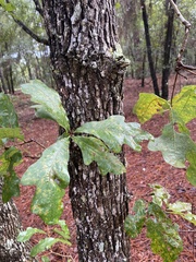 Quercus margaretiae