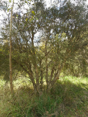 Melaleuca nodosa