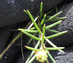 Melaleuca nodosa