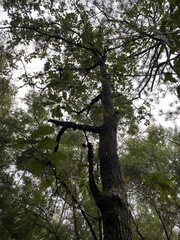 Quercus margaretiae