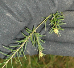 Melaleuca nodosa