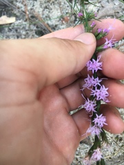 Liatris cokeri