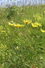 Doronicum caucasicum