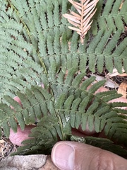 Dryopteris arguta