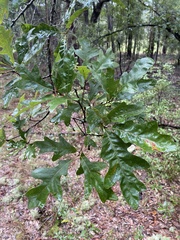 Quercus margaretiae