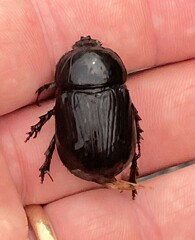 Xyloryctes jamaicensis