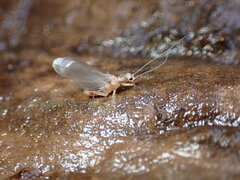 Ephemeroptera