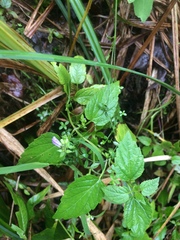 Scutellaria lateriflora