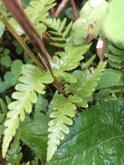 Dryopteris cristata