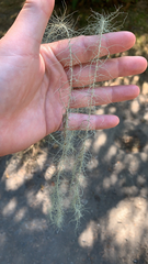 Usnea longissima