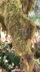 Pseudisothecium stoloniferum