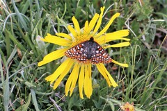 Euphydryas anicia brucei