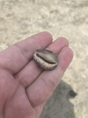 Monetaria caputophidii