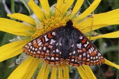 Euphydryas anicia brucei