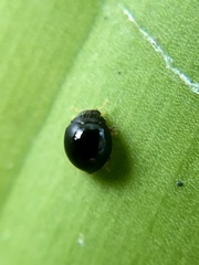 Sticholotidinae