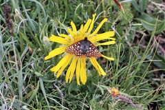 Euphydryas anicia brucei
