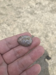 Monetaria caputophidii