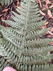 Dryopteris arguta