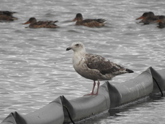 Larus schistisagus