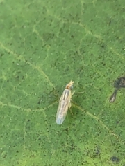 Meromyza