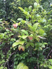 Vaccinium corymbosum