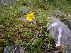 Erythranthe caespitosa