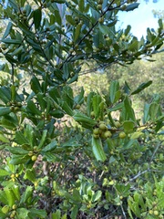 Ilex opaca arenicola