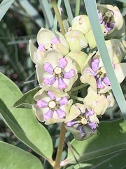 Asclepias viridis