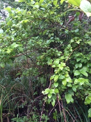 Vaccinium corymbosum