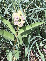 Asclepias viridis