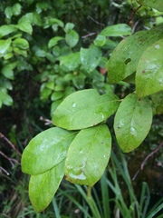 Vaccinium corymbosum