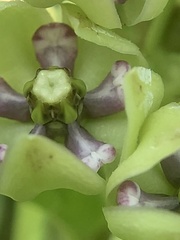 Asclepias viridis