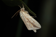 Saliocleta