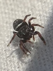 Phidippus audax
