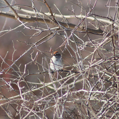 Spizelloides arborea