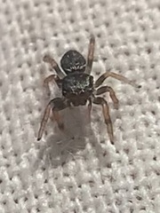 Phidippus audax