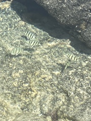 Acanthurus triostegus