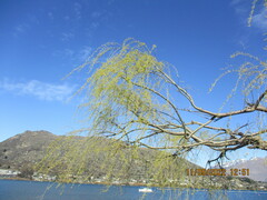 Salix babylonica