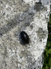 Hydrophilus dauricus